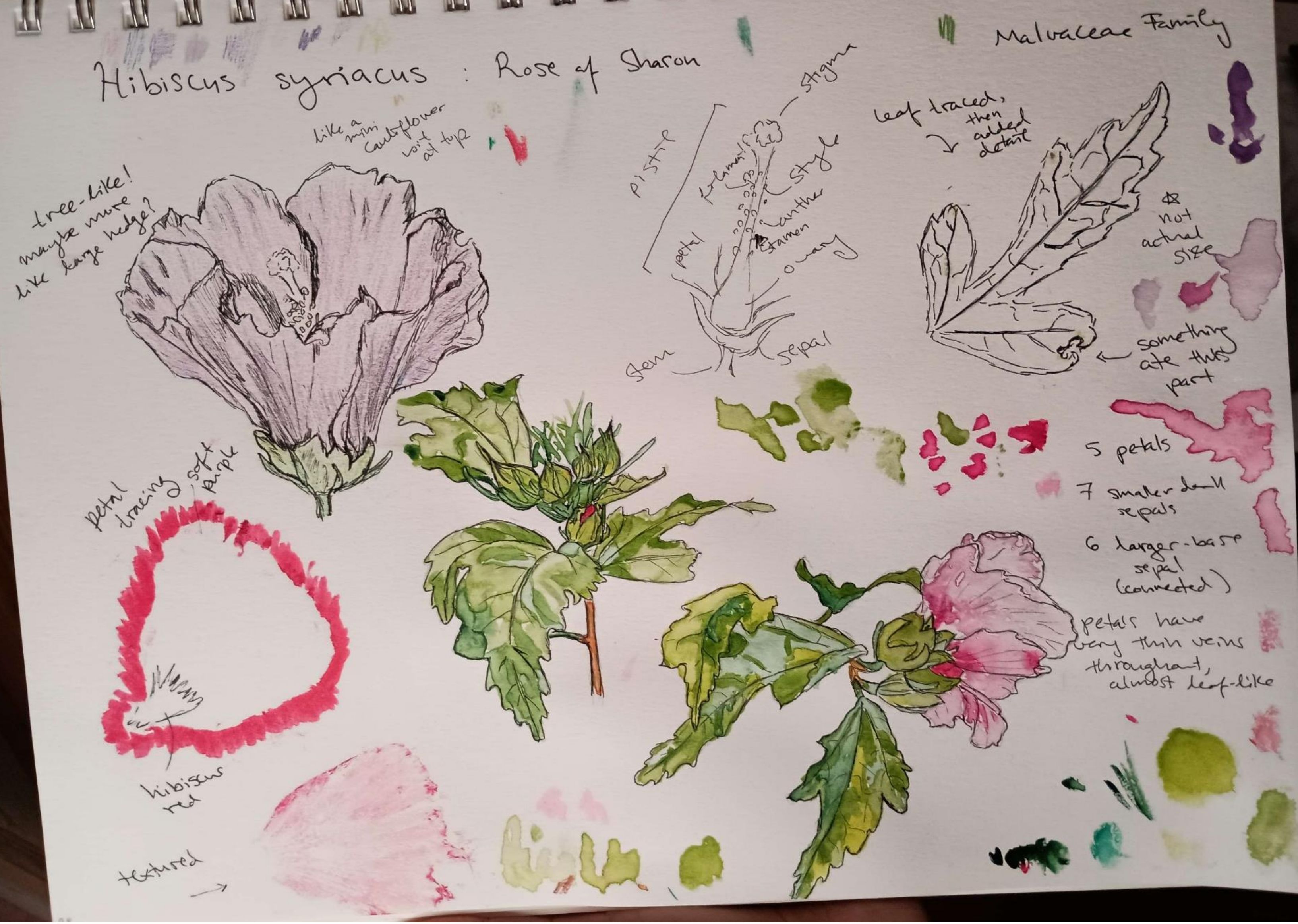 Rose of Sharon study Spread-Watercolor and Pen